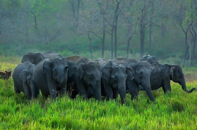 Kerala 6 Day Tour Munnar Thekkady Alleppey Kovalam Beaches - Value for Money