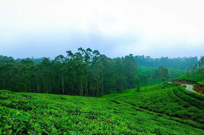 Kerala 6 Day Tour Munnar Thekkady Alleppey Kovalam Beaches - Who Should Consider This Tour?