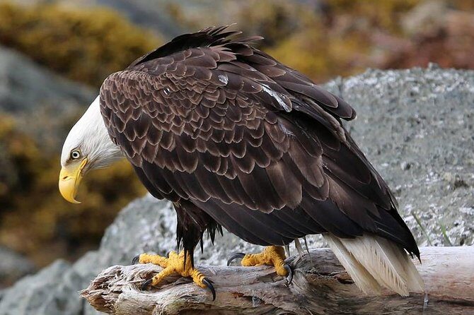 Ketchikan 4 in 1 - Who Will Love This Tour?