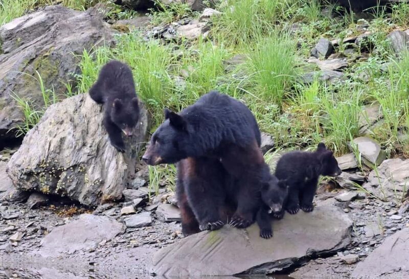 Ketchikan: Alaska Native Cultural and Scenic Shore Excursion - Who Will Enjoy This Tour?
