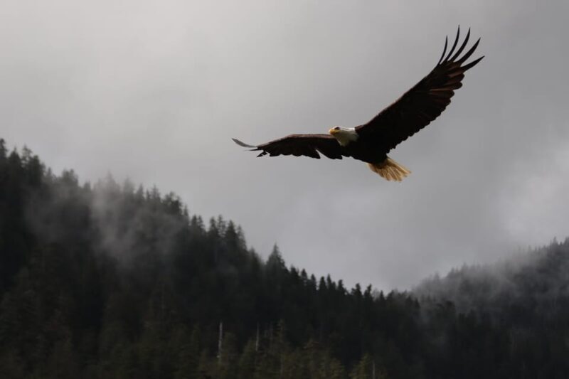 Ketchikan: Alaska Native Cultural and Scenic Shore Excursion - The Sum Up
