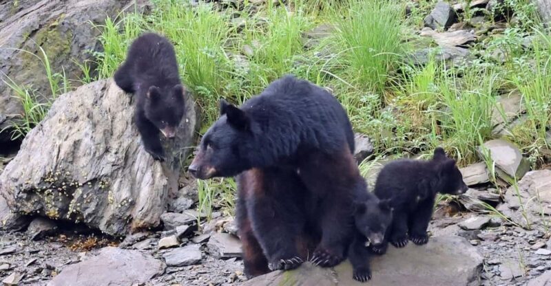 Ketchikan: Alaska Native Cultural and Scenic Shore Excursion - FAQ