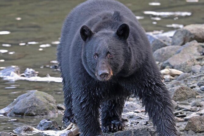 Ketchikan Alaska private tour - An In-Depth Look at the Ketchikan Private Tour