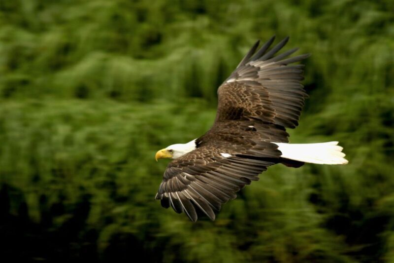 Ketchikan: Alaska Rainforest Sanctuary and Totem Park Walk - FAQ