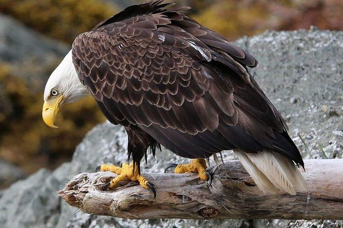 Ketchikan All In One - A Deep Dive into What You Can Expect