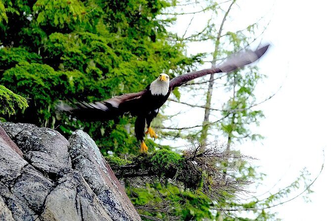 Ketchikan Electric Bike and Rain Forest Hike Ecotour - Frequently Asked Questions