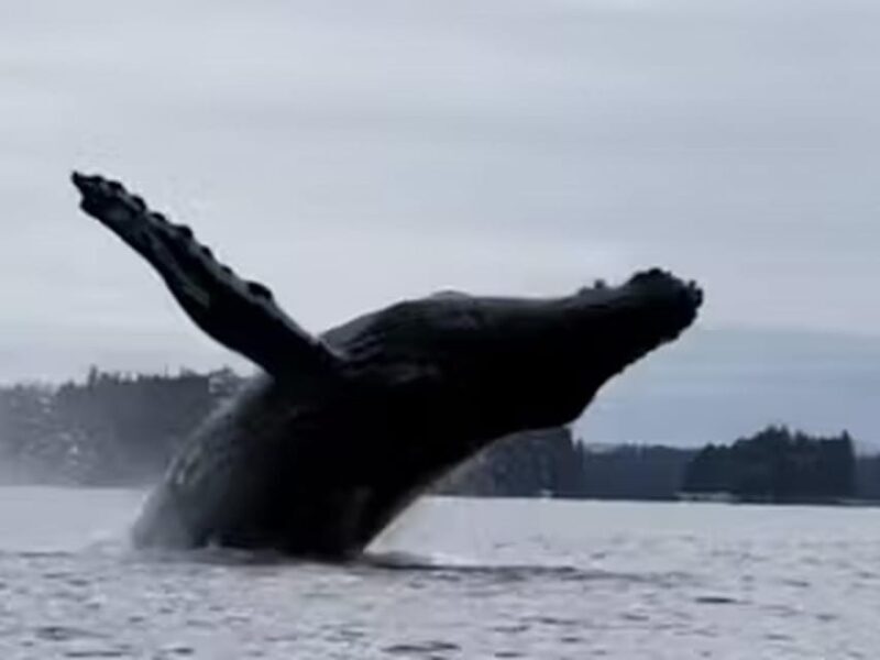 Ketchikan: Kayak Eco-Tour - Key Points