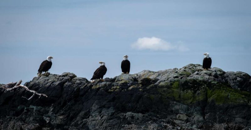Ketchikan: Lighthouse, Totems & Eagles Excursion - Analyzing the Value