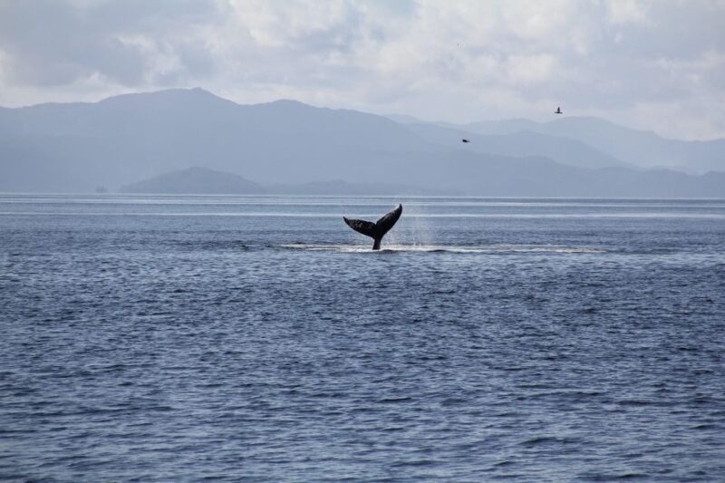 Ketchikan: Lighthouse, Totems & Eagles Excursion - The Sum Up