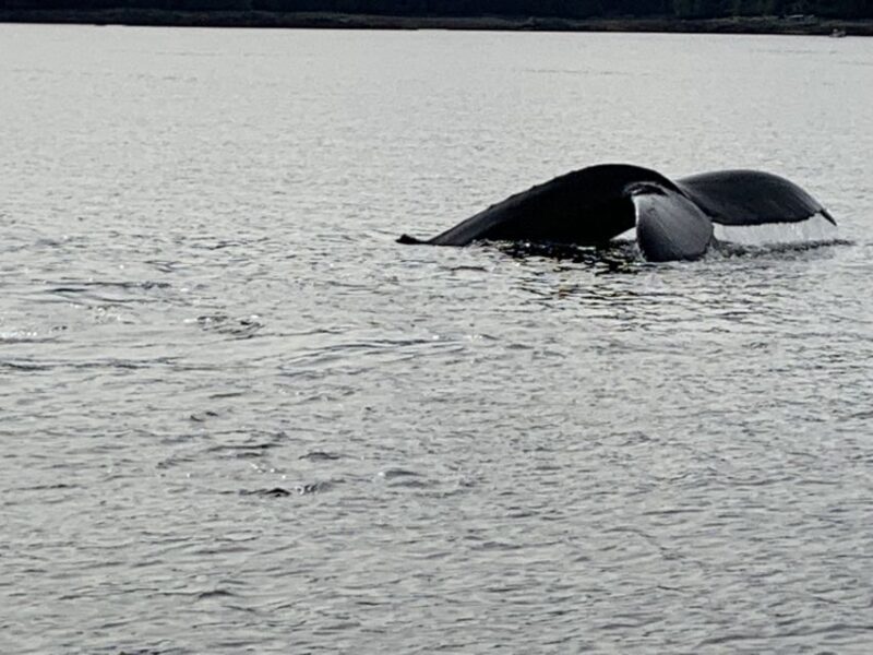 Ketchikan: Marine Wildlife and Whale Watching Boat Tour - The Comforts of the Boat and the Experience