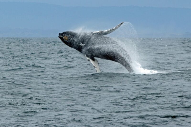 Ketchikan: Marine Wildlife and Whale Watching Boat Tour - Pricing and Value