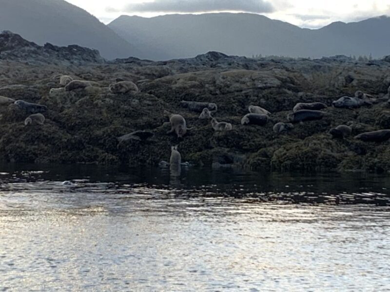 Ketchikan: Marine Wildlife and Whale Watching Boat Tour - Weather and Packing Tips