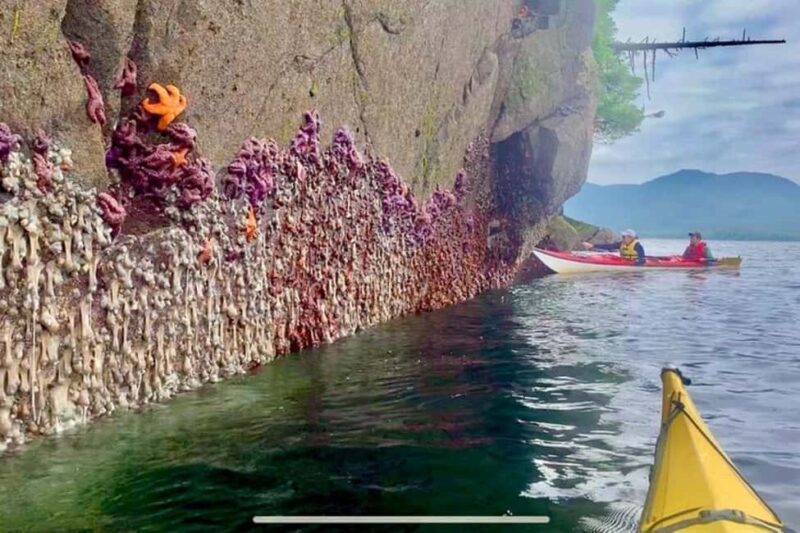 Ketchikan: Orca Cove Fast Boat and Sea Kayak Tour - An In-Depth Look at the Orca Cove Experience