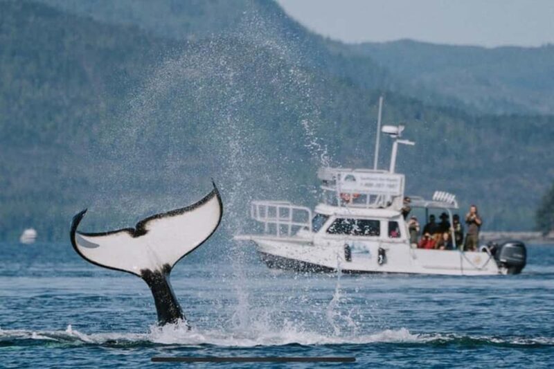 Ketchikan: Orca Cove Fast Boat and Sea Kayak Tour - Final Thoughts