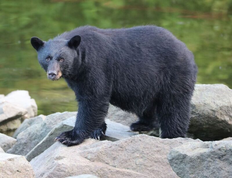 Ketchikan: Potlatch Park, City and Wildlife Private Van Tour - An In-Depth Look at the Potlatch Park, City, and Wildlife Tour