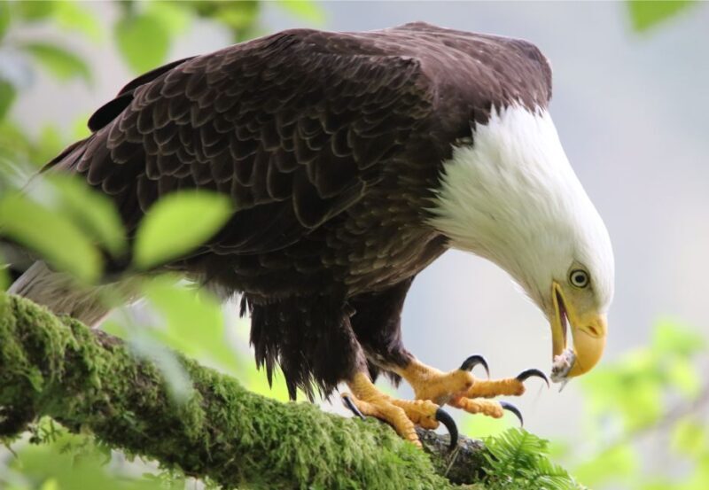 Ketchikan: Potlatch Park, City and Wildlife Private Van Tour - Frequently Asked Questions