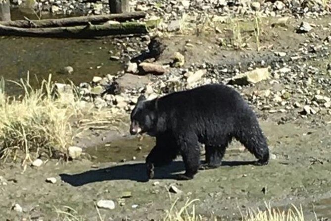 Ketchikan Shore Excursion: Eagle Sanctuary and Rainforest Wildlife Center - Key Points