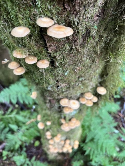 Ketchikan: Tongass Forest Alaska Bigfoot ATV Ride and Hike - Authenticity and Overall Experience
