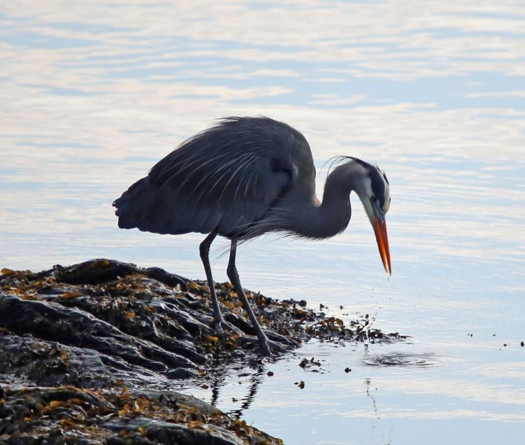 Ketchikan: Totem Pole, Wildlife & City Trolley Tour - Key Points