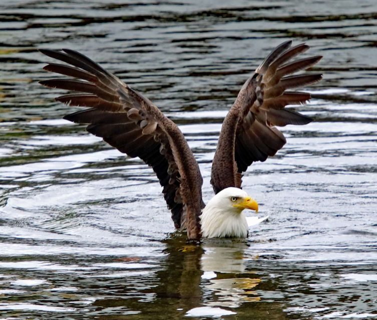 Ketchikan: Totem Pole, Wildlife & City Trolley Tour - The Itinerary Breakdown