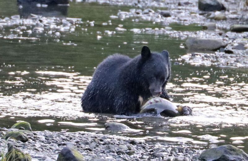 Ketchikan: Totem Pole, Wildlife & City Trolley Tour - Authentic Experiences and What’s Not Included