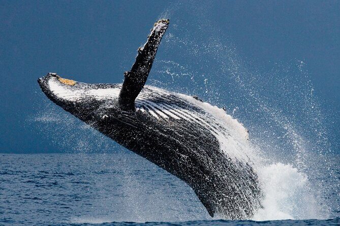 Ketchikan Ultimate Whale Watching, Wildlife, & Wilderness Dining - An In-Depth Look at the Ketchikan Wildlife Tour