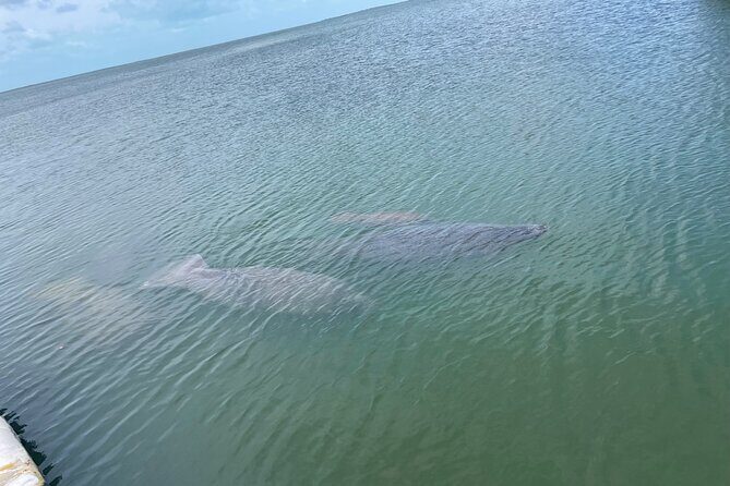 Key Largo Bay Sunset Tour - Key Points