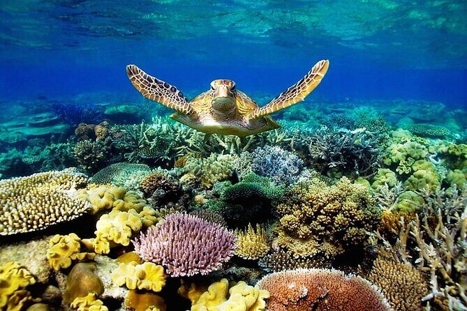 Key Largo Coral Reef Park and Sunset Celebration - Final Thoughts: Who’s This Tour Best For?