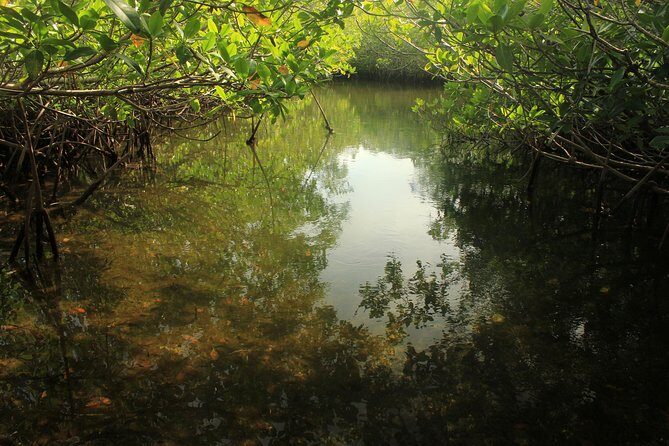 Key Largo Mangrove Private Eco-Tours - Introduction: A Private Escape into Florida Bays Mangroves