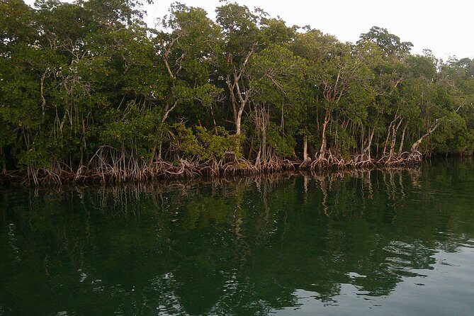 Key Largo Mangrove Private Eco-Tours - What Travelers Say: Authentic Experience in Action