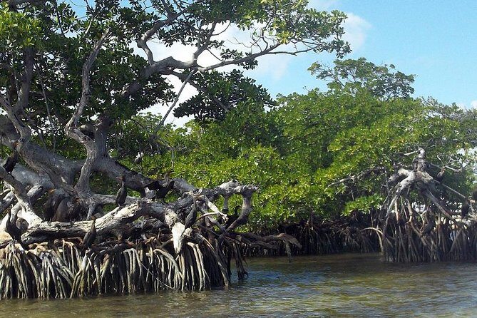 Key Largo Mangrove Private Eco-Tours - Why This Tour Is a Great Choice