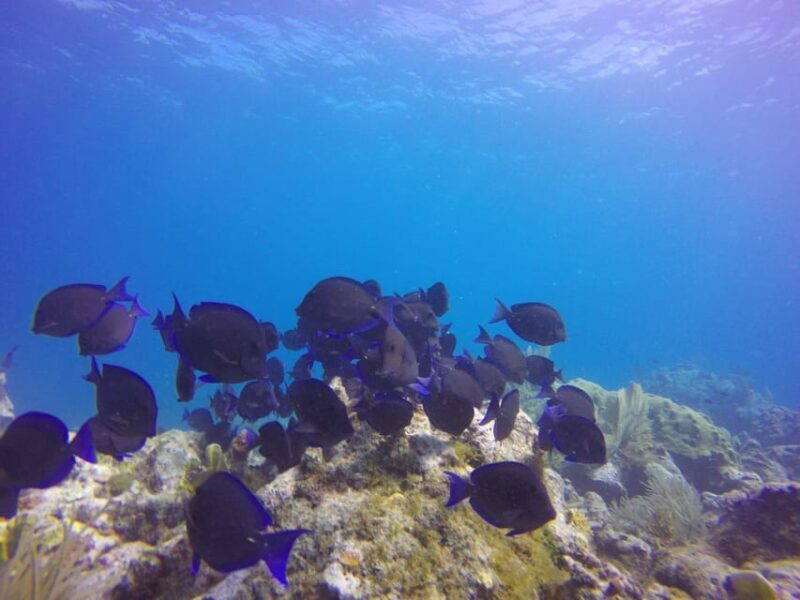 Key Largo: Molasses Reef Novice to Intermediate Dive - Equipment and Logistics