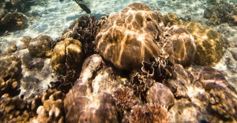 Key Largo: Scuba Refresher Course - An In-Depth Look at the Key Largo Scuba Refresher Course