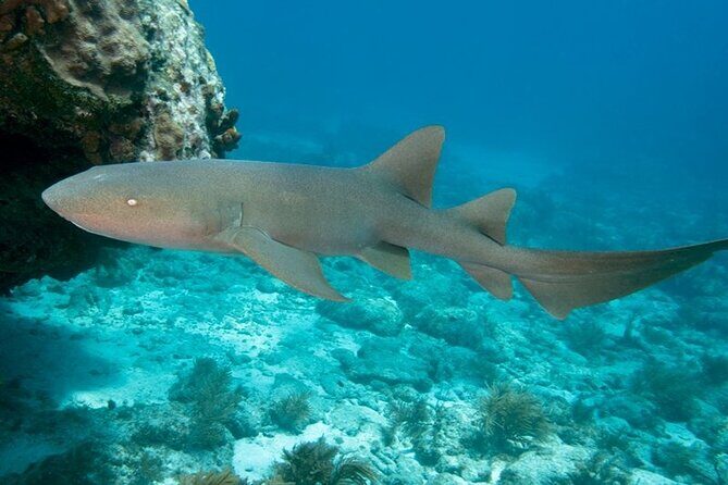 Key Largo Scuba Trip, 2 Location - 65 Min Per Site - FAQ