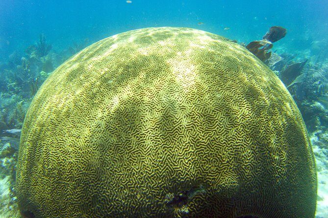 Key Largo Snorkeling Tour - rental mask, fins and vest INCLUDED - Duration and Timing