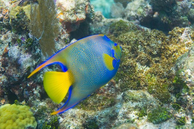 Key Largo Snorkeling Tour - rental mask, fins and vest INCLUDED - The Cost and Value