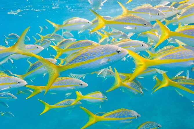 Key Largo Snorkeling Tour - rental mask, fins and vest INCLUDED - The Crew and Customer Service