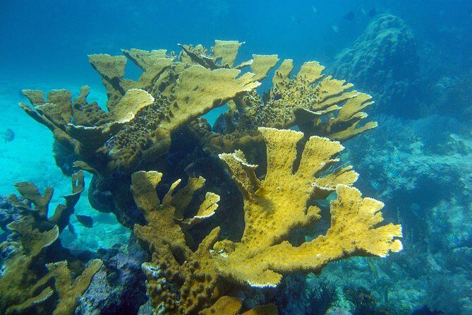 Key Largo Snorkeling Tour - rental mask, fins and vest INCLUDED - Who Should Consider This Tour?