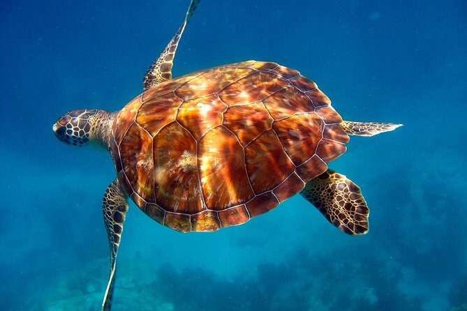 Key Largo Snorkeling Tour - rental mask, fins and vest INCLUDED - The Sum Up