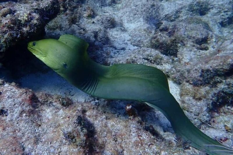 Key Largo: Snorkeling Trip - Key Points