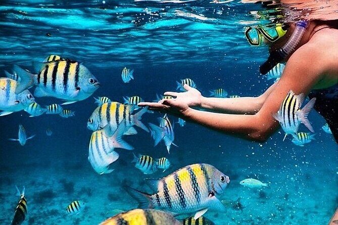 Key Largo Snorkeling Trips & Sandbar Tours - Key Points