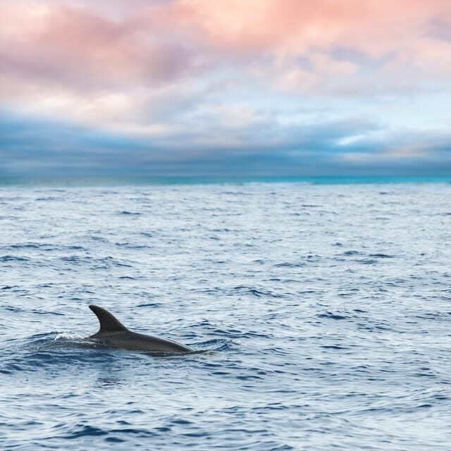 Key West: Afternoon Catamaran Sail and Dolphin Watch - Drinks and Social Vibe