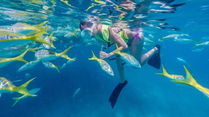 Key West: Afternoon Reef Snorkel Tour with Open Bar - The Experience: What to Expect on this Snorkeling Tour