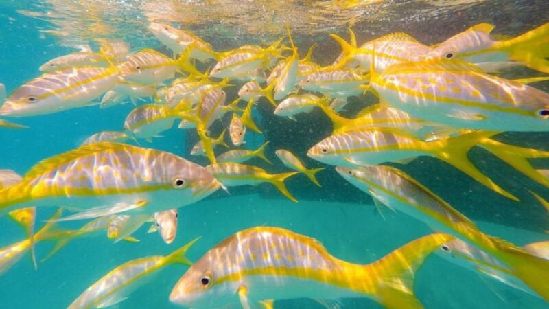 Key West: Afternoon Reef Snorkel Tour with Open Bar - FAQ