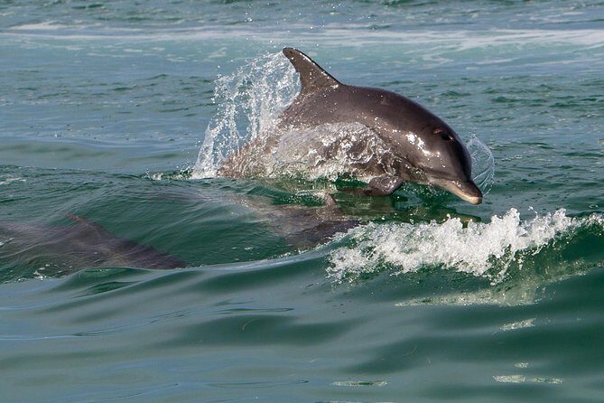 Key West Dolphin and Snorkel Experience - Final Thoughts