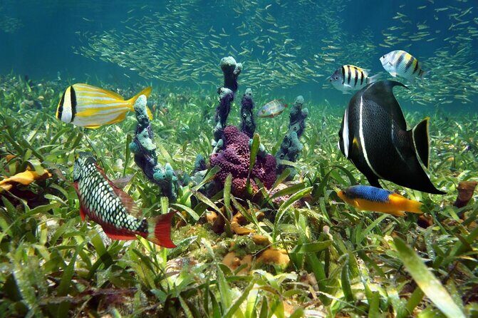 Key West Dolphin Watch and Snorkel Tour - Eco Adventure - Key Points