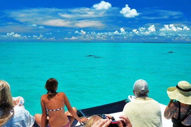 Key West Dolphin Watch and Snorkel Tour - Eco Adventure - Who Will Love This Tour?