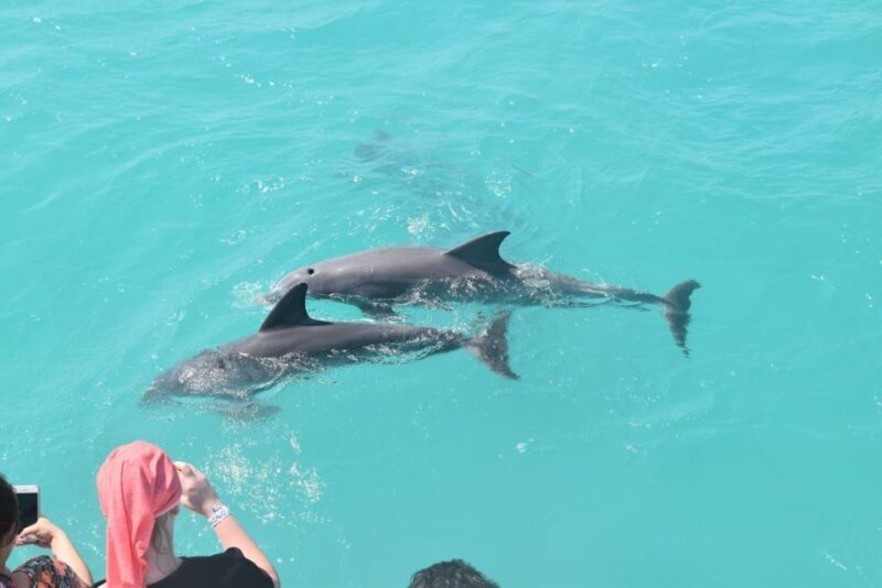 Key West: Dolphin Watching and Snorkeling Sunset Cruise - Key Points