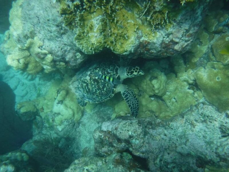 Key West: Dolphin Watching and Snorkeling Sunset Cruise - The Sum Up