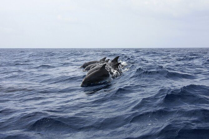 Key West: Dolphin Watching cruise & Snorkeling unlimited beer & soda - The Boat and Amenities